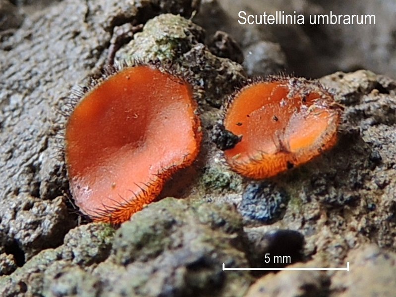 Scutellinia umbrorum-amf1409.jpg